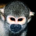 Squirrel Monkey